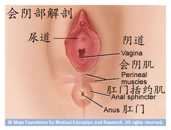 女性阴道解剖图