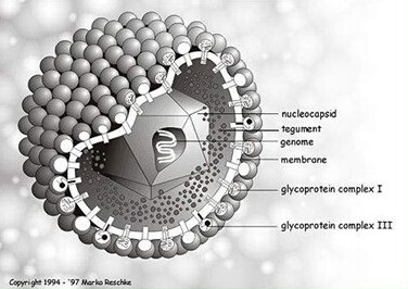 人类乳头瘤病毒HPV