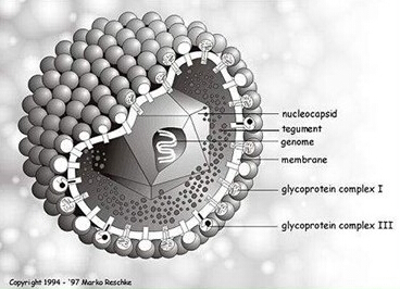 HPV病毒结构图