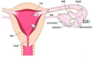 HPV阳性宫颈癌变